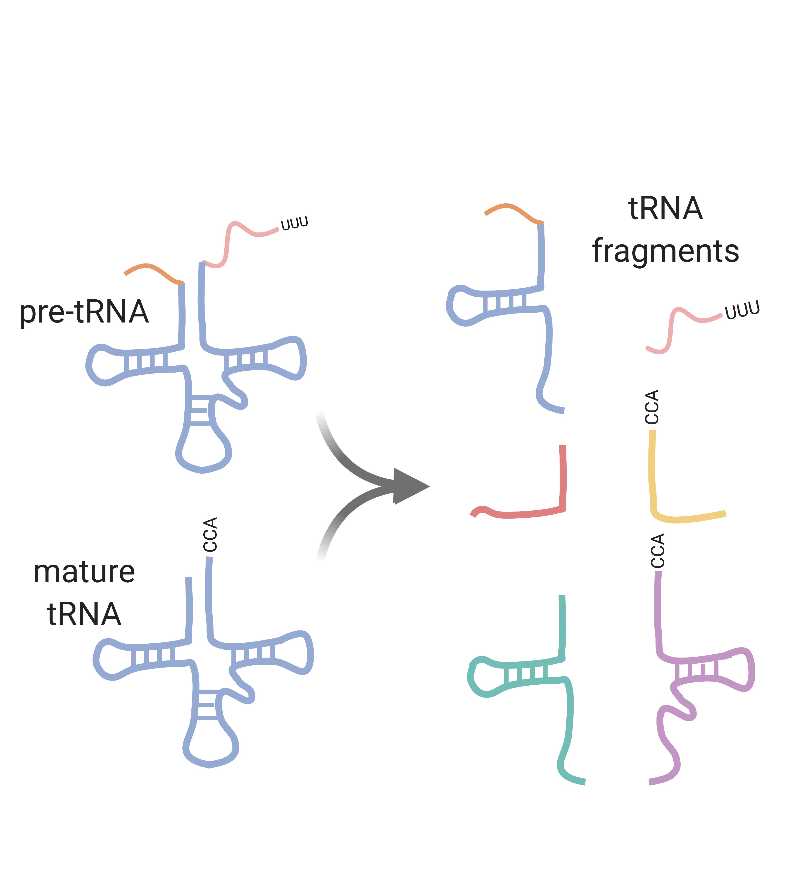 diagram showing cleavage of tRNA into tRNA fragments