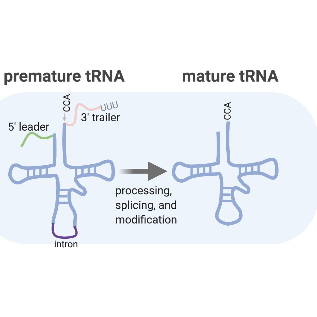 depiction of pre-tRNA undergoing maturation