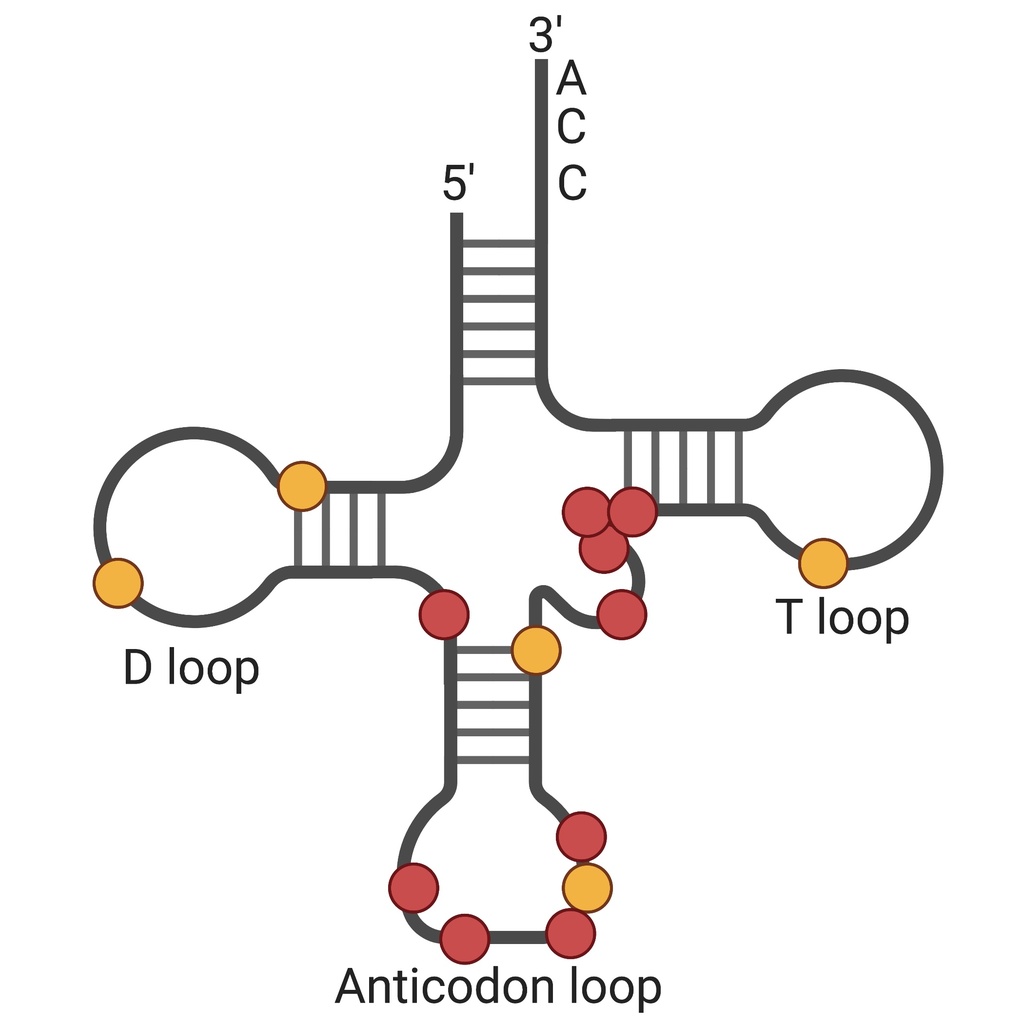 tRNA with modified sites and structural elements highlighted