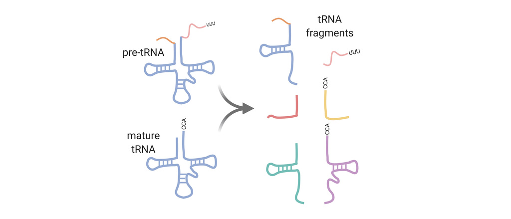 depiction of tRNA cleaved into tRNA fragments