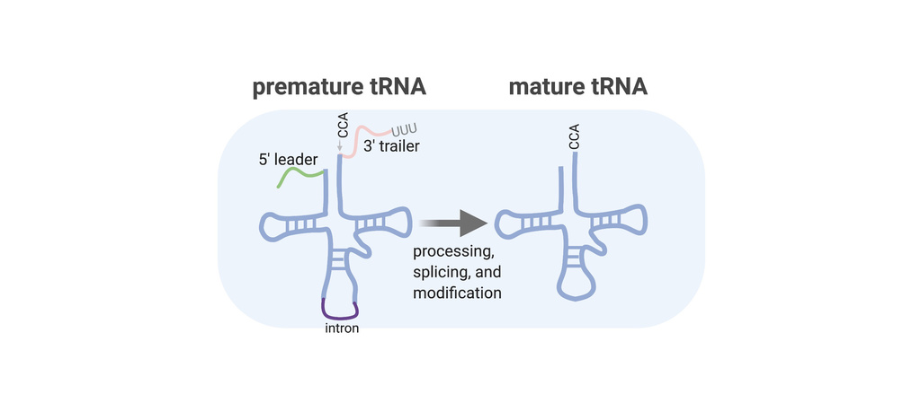 pre-tRNA undergoing maturation