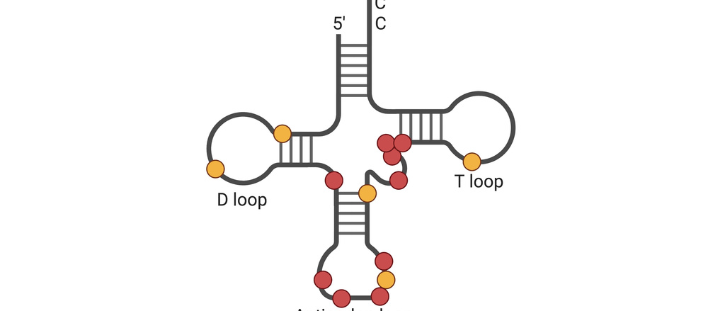 tRNA with modifications and structural details