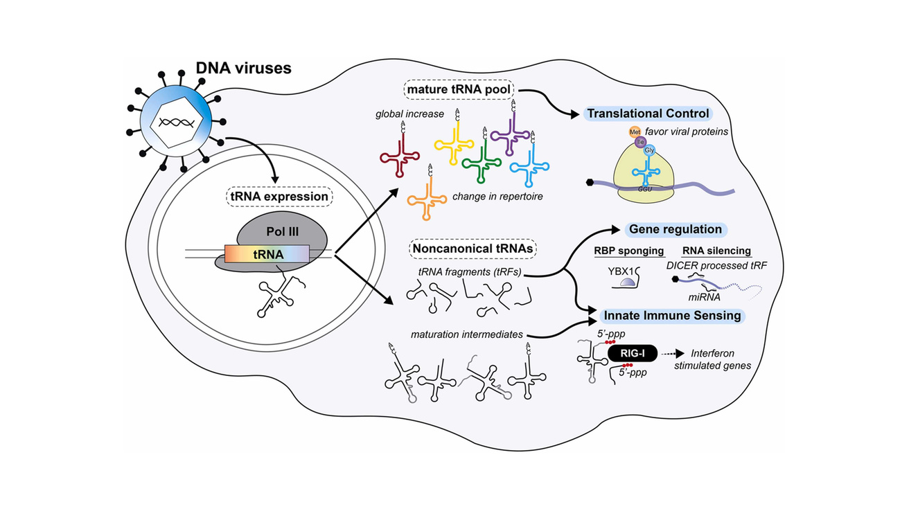 Downstream effects of virus induced tRNA dysregulation
